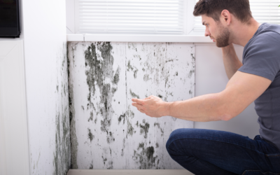 Is Mold Dangerous?